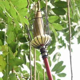 Apa yang harus saya perhatikan saat memanen apel?